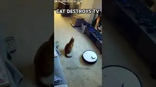 Cat Breaks the TV After a Dog Appears on the Screen | Home CCTV
