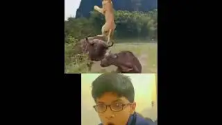 Lion Vs Buffalo  😱#viral #ytshorts #bull #lion #shorts #reaction #buffalo