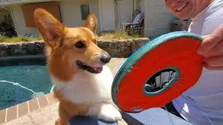 Thor's Swimming Adventures