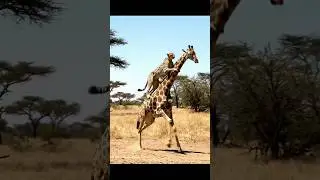 &ldquo;Savannah Shock! Cheetah Lands on Giraffe&rsquo;s Neck &mdash; Insane Wildlife Scene&rdquo;