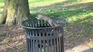 Visit to a park in uk | middlesbrough | Albert park | Teeside university | beauty of uk