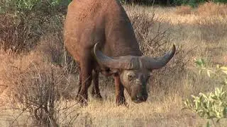 SAMBURU FOREVER 2006  1&deg; PARTE OK Videosafari di Gianni Carrea