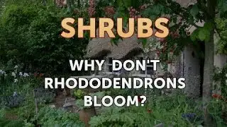 Why Don't Rhododendrons Bloom?