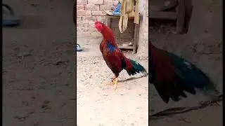 Aseel Murga Ki Awaaz Compilation Asil Rooster Crowing Sound Effect By Top One Pets TV #sohailmalik
