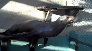 Morro Bay Aquarium  featuring Maggie the Sea Lion