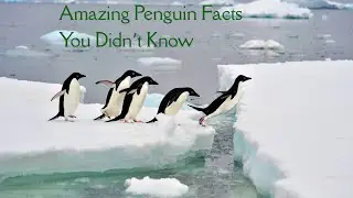 Amazing Penguin Facts You Didn&rsquo;t Know