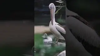 roseate bird roseate spoonbills hunting beautiful swamp hunter this is the shoebill stork #shorts