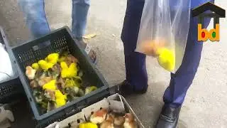 ►(20tk=1pcs) Baby Chicken Selling at Roadside II Colorful Chicken Available II Open Market Seller BD