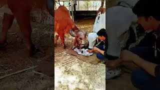 shree Gir Gau Sanskriti Gaushala - jasaper | 7984921094