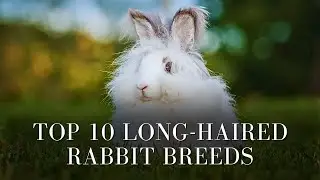 Top 10 Long-Haired Rabbit Breeds