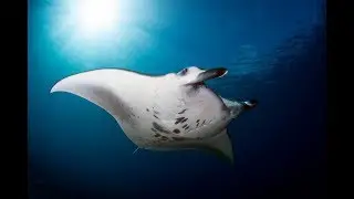 THE BEST OF RAJA AMPAT - INCREDIBLE LIVEABOARD CRUISE BY DIVING SPECIALS