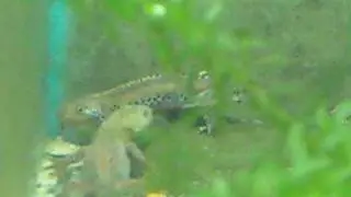 Mesotriton alpestris apuanus tail fanning