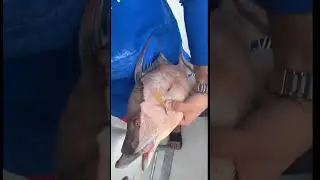 Big Hogfish caught on rod & reel in shallow water! #hogfish #spearfishing #shorts