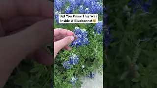Did You Know This Was Inside A Bluebonnet🤯 #texas #flowers #bluebonnet #bluebonnets
