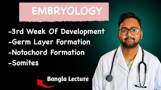 3rd Week Of Development | Embryology | Bangla lecture 