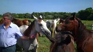 Leilão Haras Tauarí & Fazenda Paysandu - PARTE 3