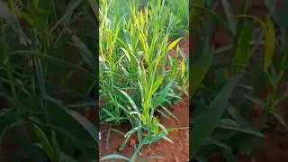Grass Pea/#viral #ytshorts