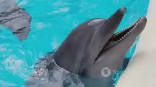 Amazing Facts About Dolphins