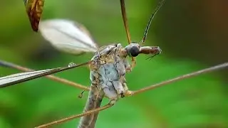 Tipula Luna 4K
