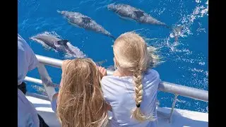 Tikapa Moana Whale & Dolphin Wildlife Cruise - full version