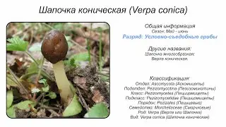 Шапочка коническая (Verpa conica)
