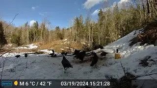 Hungry, territorial birds in the Maine woods
