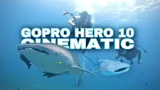 Gopro Hero 10 4k Cinematic diving with Whale Sharks