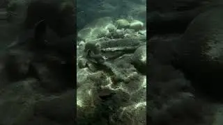 Dredging Z-Man JackHammer Underwater EAT‼️