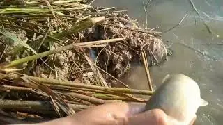 Deadly bait fish # How fun it is to put fish the field #  Add the fish paste # Deadly bait fish