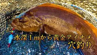 【穴釣り】水深１メートルの穴から巨大黄金アイナメを釣る。