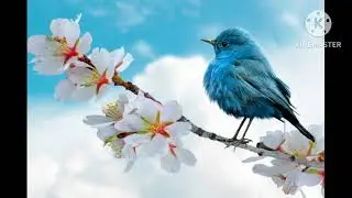 Relaxing bird sounds music video @Sonia Bansal Hub😊
