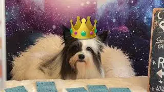 Chippy Says: 2026 YEAR OF THE DARK HORSE // THE WILD RUNS FREE - Tarot 2026
