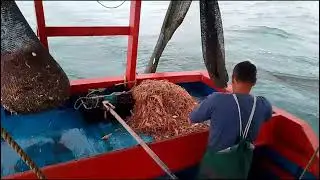 arrastando camar&atilde;o 🦐🦐