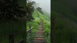 Which road would you walk alone and enjoy rain...?🚶🌧️ #aesthetic #aurora #relaxing #vibes #asmr