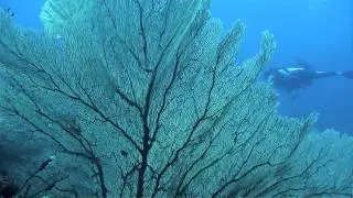 Diving at Aloita Resort, Mentawai