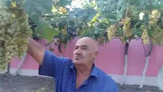 Ağ kəhraba üzümünün çardaqda becərilməsi 2022