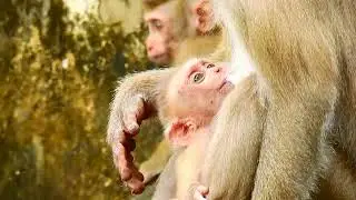 Ohoh Rally adorable baby monkey is enjoying sweet milk and play with his mom by love!