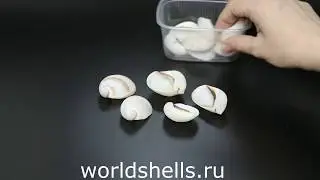 Морские ракушки для творчества Мамилла фиброса, Mammilla fibrosa