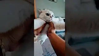 #FunnyVideo #CatMeme#Meme #CatsOfYouTube#FunnyCat #PetMeme#Fyp#Shorts #Comedy #LetMeTellYouSomething