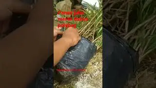 PANEN JAHE MERAH DALAM POLYBAG