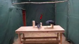 New Caledonian crow social learning