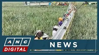 President: Scale and technology secret to Del Monte's success | ANC