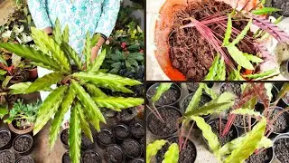 Calathea rufibarba(Lucky Bomboo)Leaves, colar, shape information video#garden #gardening #gardeningp