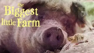 Tiny Chicks Play with 700 Pound Pig | The Biggest Little Farm