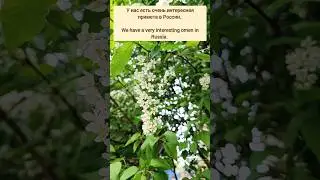Spring in Moscow | Bird cherry | Весна в Москве | Цветет черемуха | Народные приметы | Weather omens
