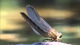Eclos&atilde;o de libelinha