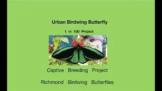 Richmond Birdwing Captive Breeding Program - Quick visual overview
