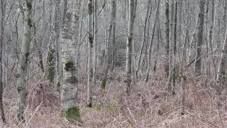 Kleine Vogel die veel lawaai maakt in het bos