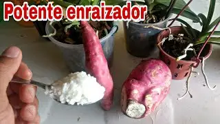 NUNCA MAIS COMPRE ENRAIZADOR, faça você mesmo