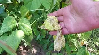 Yellow Leaves on Bean Plants